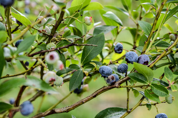Ripe bilberries on the bush in the summer