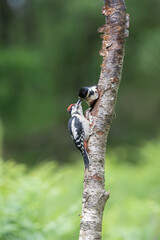 Juvenile and female Great spotted woodpecker, Dendrocopos major, perched on a tree stump, juvenile being fed by female