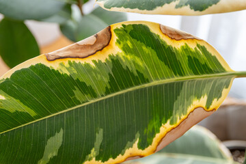 Ficus elastica Tineke leave with brown spots