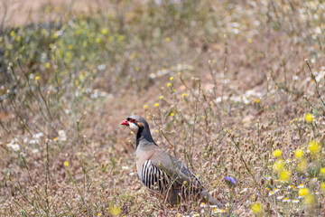Rock partridge (Alectoris graeca) bird in field at spring