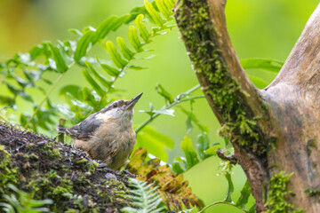 Nuthatch, Sitta europaea, perched in a tree