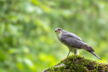 Eurasian Sparrowhawk,Accipiter nisus, perched on a moss covered branch