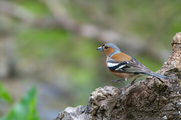 male Chaffinch, Fringilla coelebs, perched on a dead tree stump