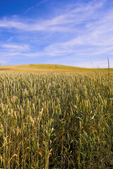 Landscape, field and wheat in nature for agriculture with blue sky, environment or plants in countryside. Meadow, grain and cornfield in Denmark with mockup, farmland and growth for sustainability
