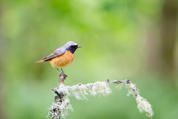 Common male Redstart, Phoenicurus phoenicurus, perched on a moss covered branch