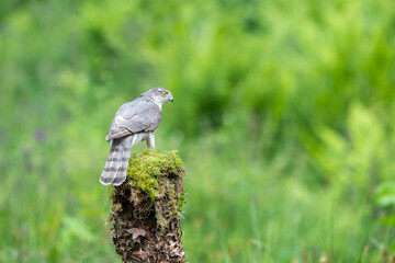 Eurasian Sparrowhawk, Accipiter nisus, perched on a moss covered tree stump