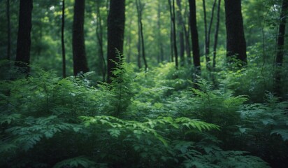 Fototapeta premium Green lush ferns in a bright, serene forest environment.
