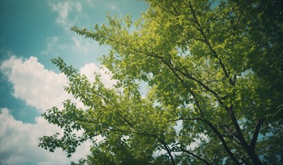 Fototapeta premium Green tree branches with fresh leaves under the sky