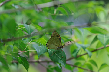 羽化したばかりのオオムラサキ