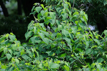 森で囀るウグイス
