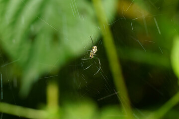 葉にとまる獲物を狙う蜘蛛