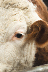 Naklejka premium cow eye