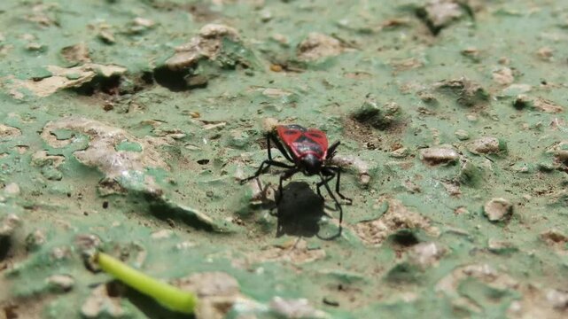The European Firebug (Pyrrhocoris apterus) on a green background	
