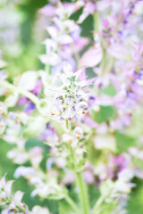 Nature background with spring flowers. Selective and soft focus. Close up.