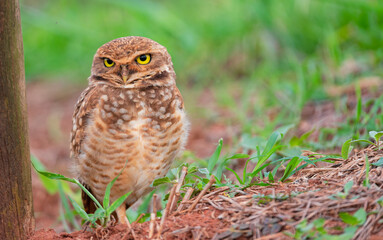 coruja-buraqueira (Athene cunicularia)