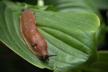 A large roadside slug is crawling along the hosta leaf. Selective focus.
