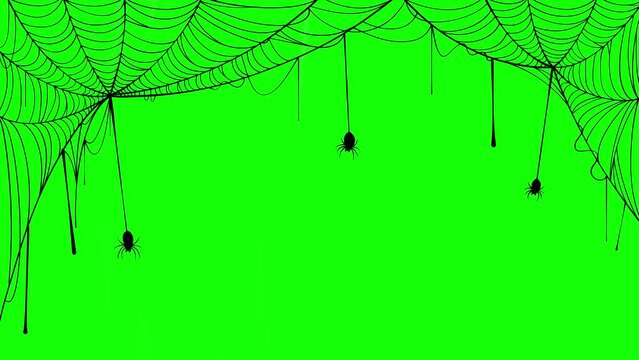 4k animation Halloween spider and web on green background, spider web 4k animation design element for halloween event