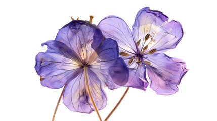 Pressed and dried flower gilia isolated on white background For use in scrapbooking floristry or herbarium : Generative AI