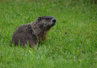closeup view of a Groundhog - Marmota monax eating glover in the meadow