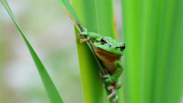 European Tree Frog Climbing on Green Cattail Leaf in the Wind.