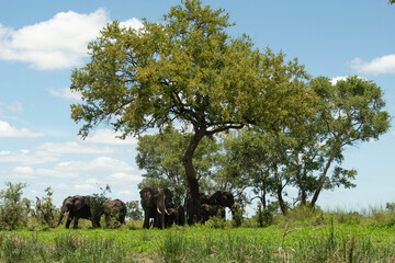 Éléphant d'Afrique, Loxodonta africana, Parc national Kruger, Afrique du Sud