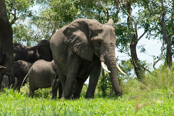 Fototapeta premium Éléphant d'Afrique, Loxodonta africana, Parc national Kruger, Afrique du Sud