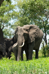 Fototapeta premium Éléphant d'Afrique, Loxodonta africana, Parc national Kruger, Afrique du Sud