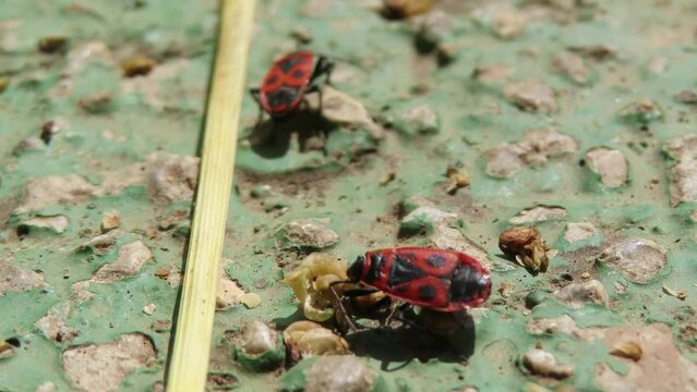 The European Firebug (Pyrrhocoris apterus) on a green background
