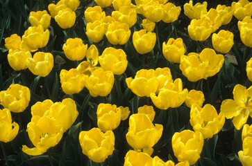 Obraz premium Tulipa spp. triomphe 'Kikomachi' , Tulipe