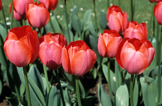 Tulipa Darwin 'Gordon Cooper' , Tulipe