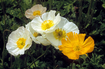 Papaver nudicaule 'Wanderland' (Pavot d'Islande)