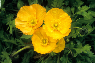 Papaver nudicaule 'Wanderland' (Pavot d'Islande)