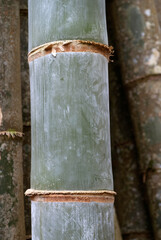 Bambou, Phyllostachys nigra 'Henonis'