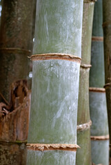 Bambou, Phyllostachys nigra 'Henonis'