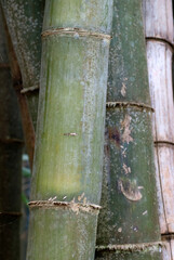 Bambou, Phyllostachys nigra 'Henonis'