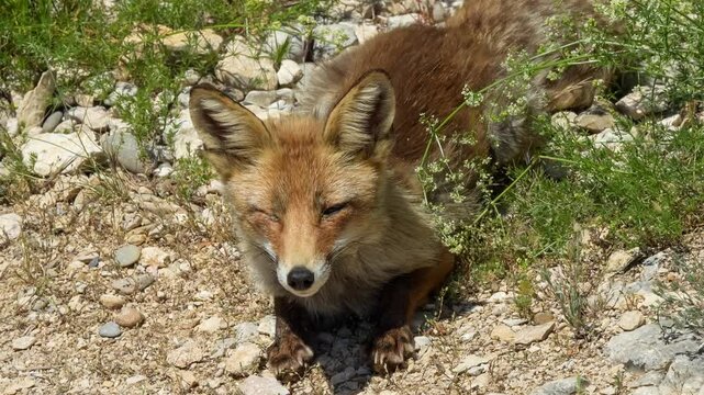 close-up of a wild Iberian Red Fox (Zorro, Vulpes Vulpes Silacea)