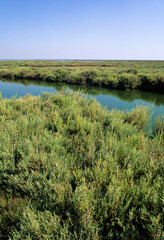 Fototapeta premium Salicorne, Salicornia europaea, Camargue, 13, Bouches du Rhone, France
