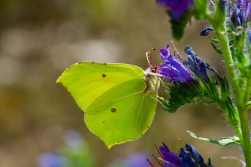 butterfly on flower