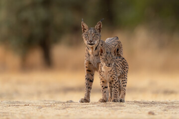 the lynx family