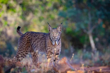 Fotobehang Lynx a male iberian lynx  © JoseAngel