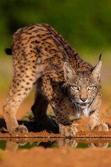 iberian lynx looking to the camera