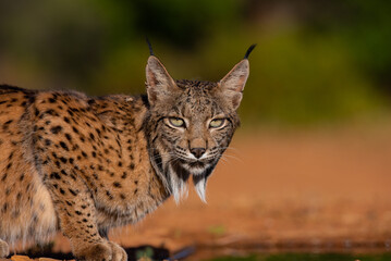 looking to the camera © JoseAngel