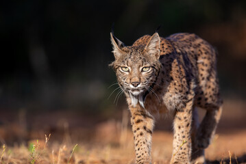 a male lynx walking