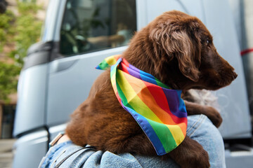 Puppy with Rainbow Bandana. Pride Parade