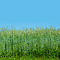 Blue sky, grass and outdoor field in countryside with texture by agriculture environment in spring. Landscape, nature and green lawn with wheat growth in eco friendly and agro park, farm or garden.