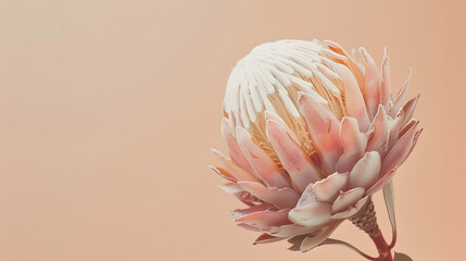 dry flower Protea on beige  background close up top view Exotic flower poster minimal floral...