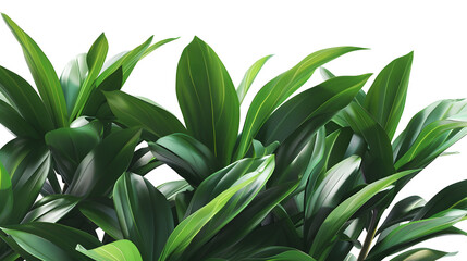 Tropical leaves foliage plant bush floral arrangement nature backdrop isolated on white background clipping path included : Generative AI