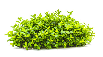 Obraz premium green bush isolated on white background : Generative AI