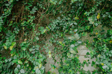Obraz premium green ivy on wall