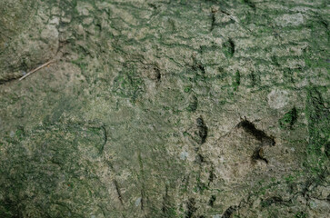bark of tree